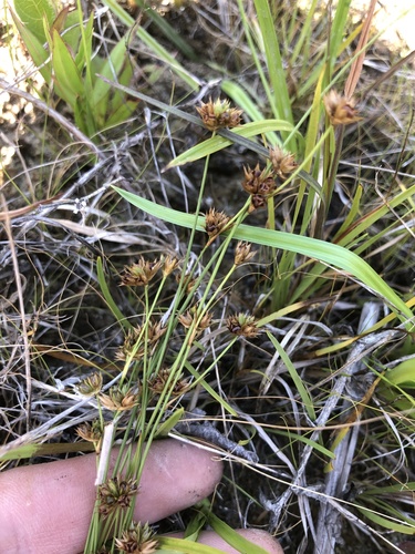 Ringseed rush (Juncus filipendulus)