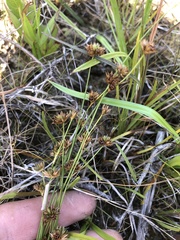Juncus filipendulus