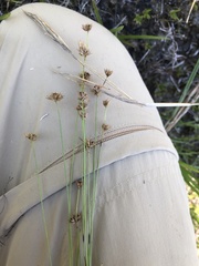 Juncus filipendulus