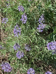 Lupinus bingenensis