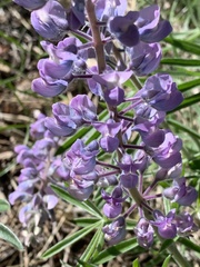 Lupinus bingenensis