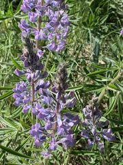 Lupinus bingenensis