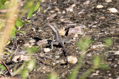 Lophognathus gilberti