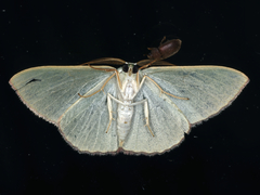 Prasinocyma semicrocea