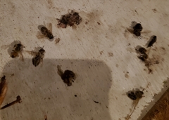 Apocephalus borealis