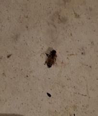 Apocephalus borealis