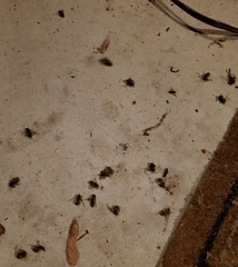 Apocephalus borealis