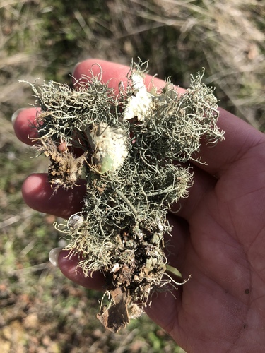 iNaturalist observation photo of Arizona Beard Lichen