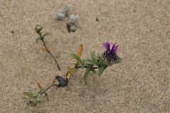 Monardella sinuata nigrescens