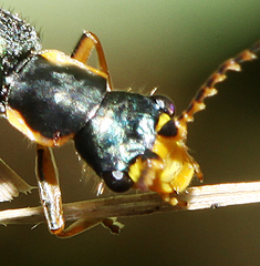 Cordylepherus sibiricus