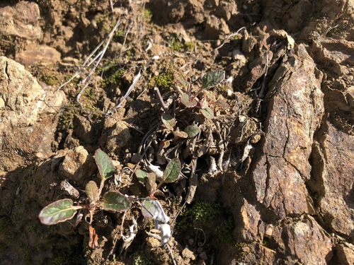 iNaturalist observation photo of Naked Buckwheat