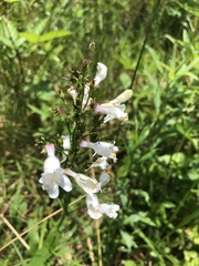 Penstemon laevigatus