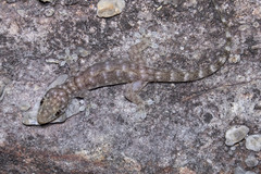 Gehyra pamela