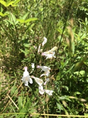 Penstemon laevigatus