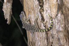 Pseudothecadactylus lindneri