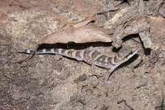 Heteronotia planiceps