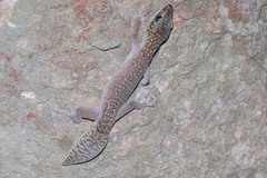 Oedura gemmata