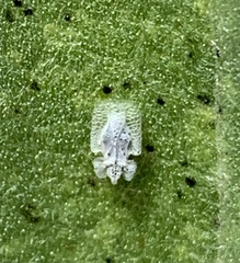 Corythucha immaculata