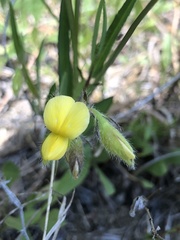 Crotalaria sagittalis