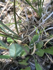 Crotalaria sagittalis