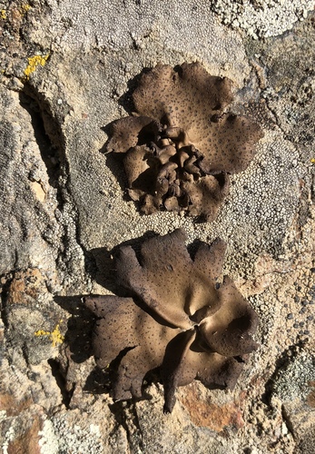 iNaturalist observation photo of Emery Rocktripe Lichen