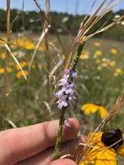 Verbena simplex