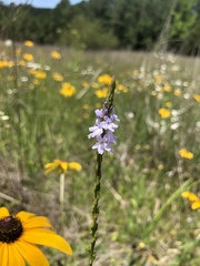 Verbena simplex