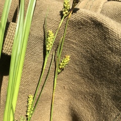 Carex microdonta