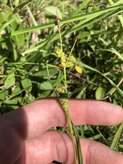 Carex microdonta