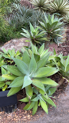 Agave attenuata