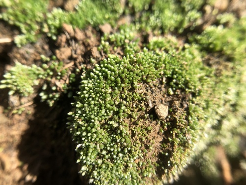 iNaturalist observation photo of Silvery Bryum
