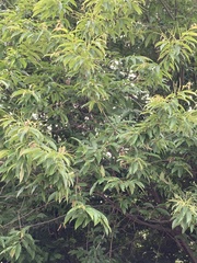 Castanea crenata