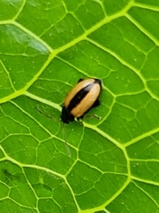 Phyllotreta armoraciae