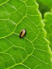 Phyllotreta armoraciae