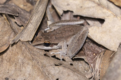 Litoria personata