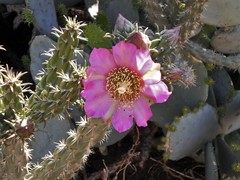 Cylindropuntia imbricata imbricata