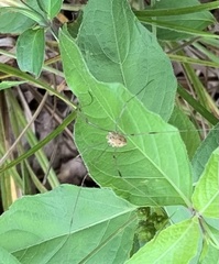 Leiobunum flavum