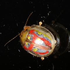 Paropsisterna annularis