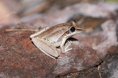 Litoria watjulumensis