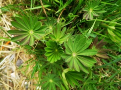 Lupinus polyphyllus