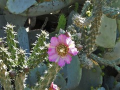 Cylindropuntia imbricata imbricata
