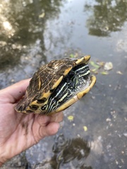 Trachemys scripta elegans