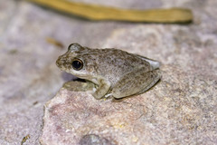 Litoria coplandi