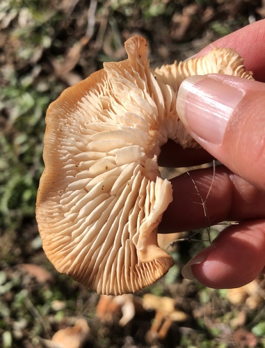 iNaturalist observation photo of Oak-loving Gymnopus