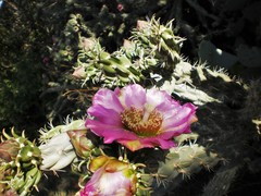 Cylindropuntia imbricata imbricata