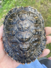 Trachemys scripta elegans