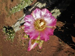 Cylindropuntia imbricata imbricata