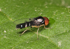Bertamyia notata