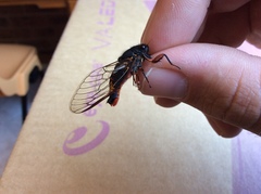 Yoyetta spectabilis
