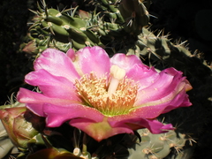 Cylindropuntia imbricata imbricata